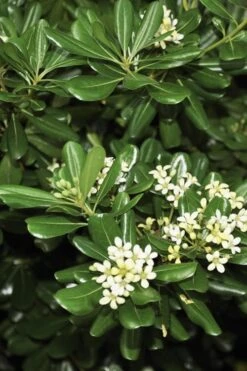 Green Pittosporum (Japanese Mock Orange) - 3 Gallon Pot