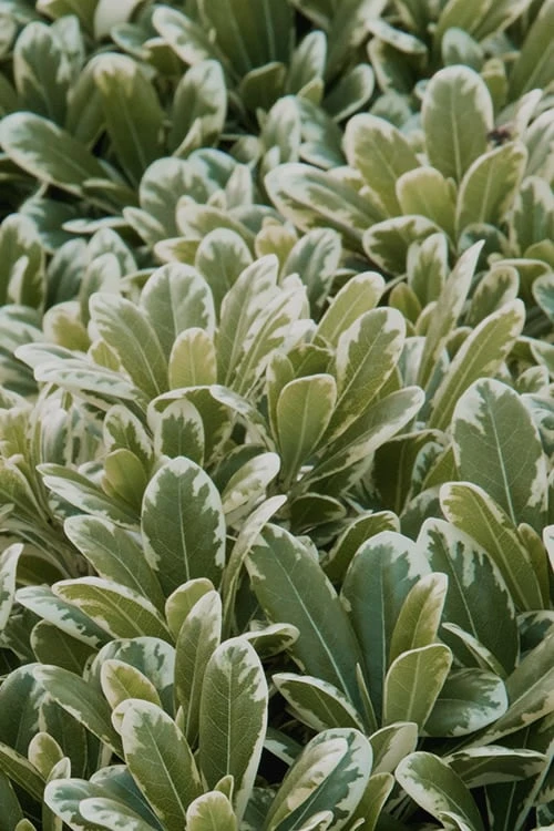 Mojo Dwarf Variegated Pittosporum - 1 Gallon Pot