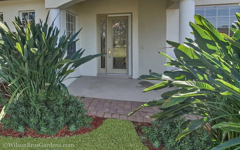 Pringles Dwarf Podocarpus Yew - 6 Pack Of 1 Gallon Pots - Image 5