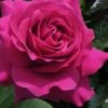Brindabella Purple Prince Shrub Rose - 2 Gallon Pot