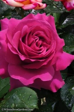 Brindabella Purple Prince Shrub Rose - 2 Gallon Pot