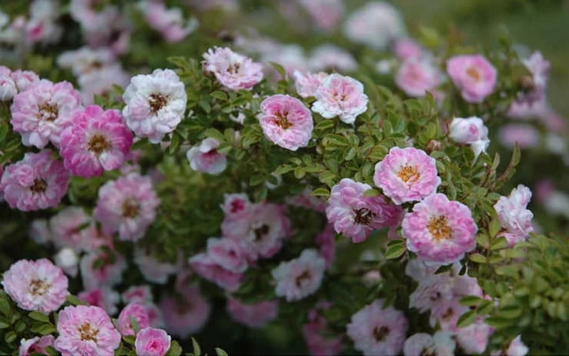 Petite Pink Scotch Miniature Rose - 1 Gallon Pot - Image 7