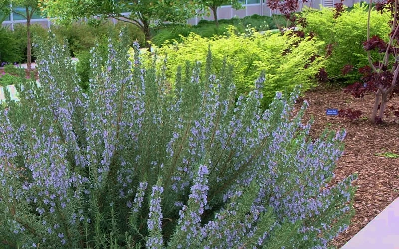 Arp Rosemary - 5 Pack Of Quart Pots - Image 5