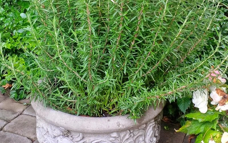 Barbeque Rosemary Plant - 1 Gallon Pot - Image 6
