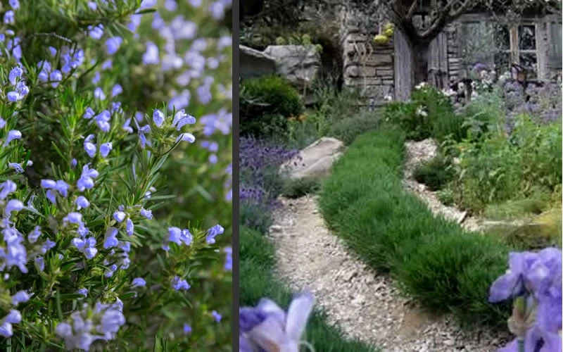 Chef's Choice Rosemary - 3 Gallon Pot - Image 5