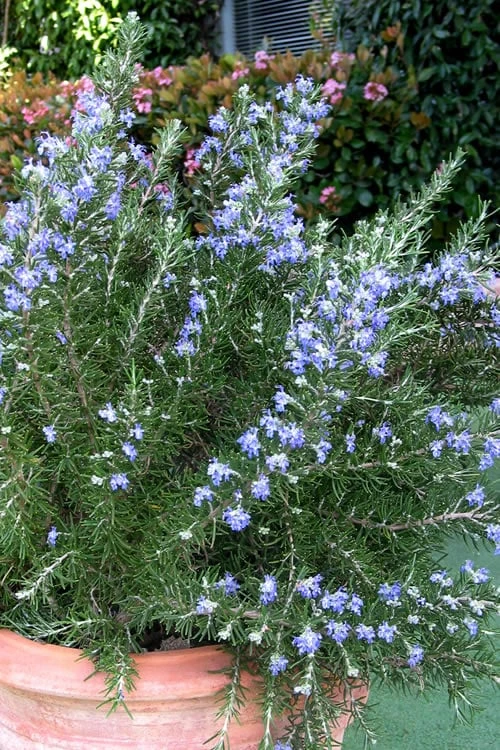 Chef's Choice Rosemary - 3 Gallon Pot