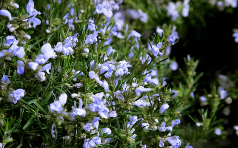 Chef's Choice Rosemary - 3 Gallon Pot - Image 4
