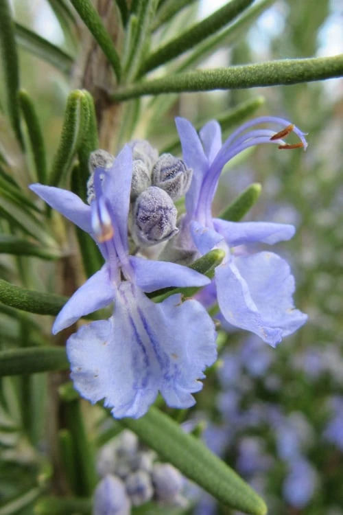 Prostrate Creeping Rosemary - 6 Pack Of Pint Pots - Image 6