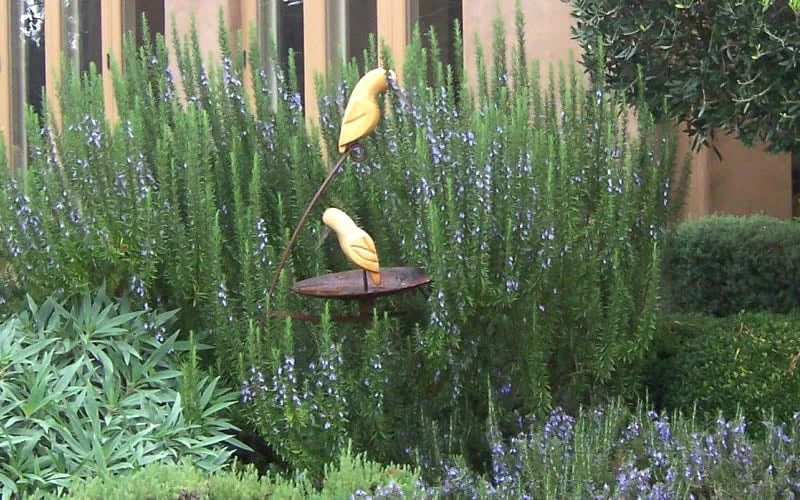 Tuscan Blue Rosemary - 1 Gallon Pot - Image 4