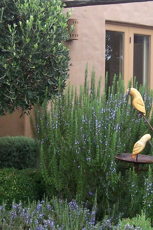 Tuscan Blue Rosemary - 1 Gallon Pot