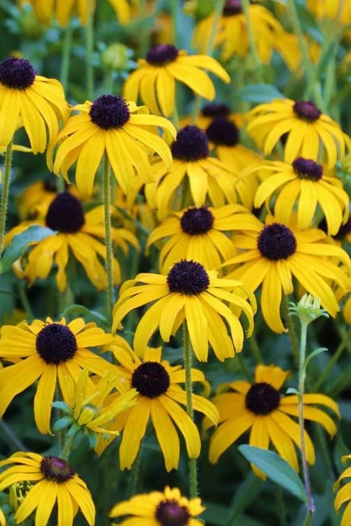 American Gold Rush Rudbeckia (Black-Eyed Susan) - 6 Pack Of 1 Gallon Pots - Image 5
