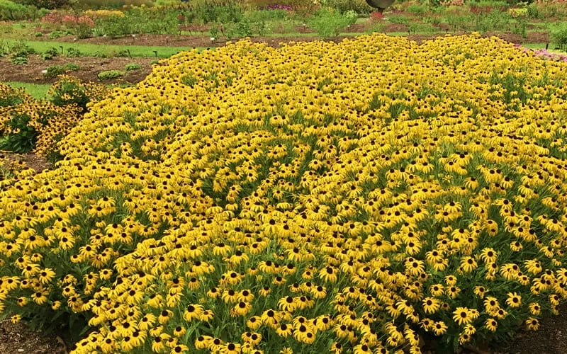 American Gold Rush Rudbeckia (Black-Eyed Susan) - 6 Pack Of 1 Gallon Pots - Image 6