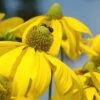 Rudbeckia 'Herbstsonne' (Autumn Sun Coneflower) - 1 Gallon Pot