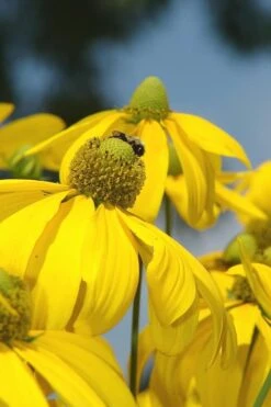 Rudbeckia 'Herbstsonne' (Autumn Sun Coneflower) - 1 Gallon Pot