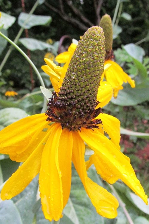 Great Coneflower (Rudbeckia Maxima ) - 1 Gallon Pot - Image 7