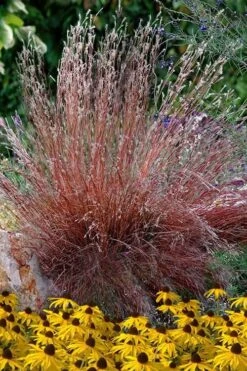 Blaze Little Bluestem Grass (Schizachyrium Scoparium) - 1 Gallon Pot