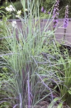 Twilight Zone Little Bluestem Grass (Schizachyrium Scoparium) - 1 Gallon Pot