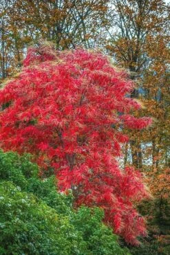 Sourwood Tree - Oxydendrum Arboreum - 1 Gallon Pot