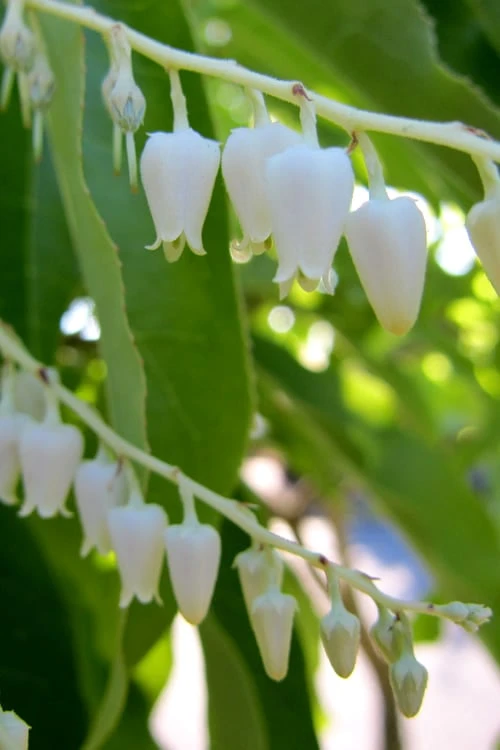Sourwood Tree - Oxydendrum Arboreum - 2 Gallon Pot - Image 5
