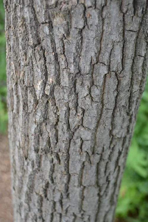 Sourwood Tree - Oxydendrum Arboreum - 2 Gallon Pot - Image 8