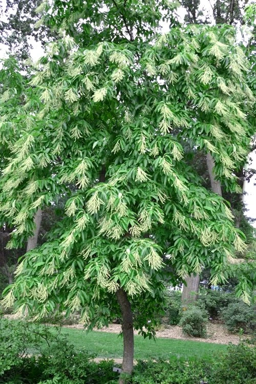 Sourwood Tree - Oxydendrum Arboreum - 1 Gallon Pot - Image 6