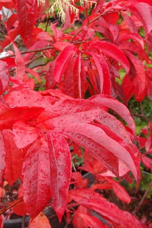 Sourwood Tree - Oxydendrum Arboreum - 1 Gallon Pot - Image 4