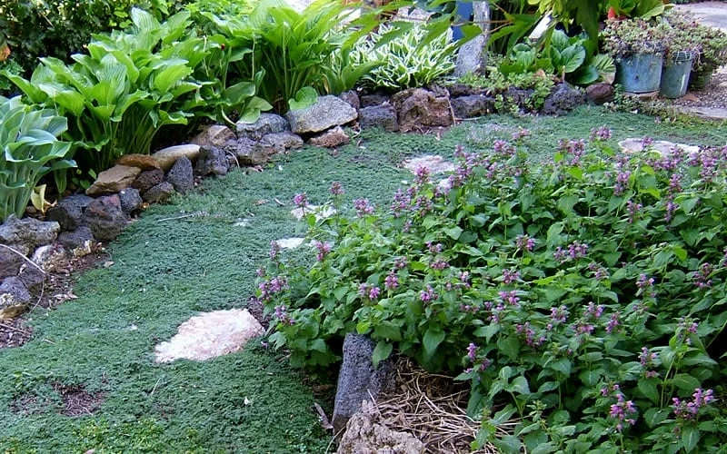 Elfin Creeping Thyme - Thymus Serpyllum Elfin - 18 Pack Of 3.5" Pint Pots - Image 4