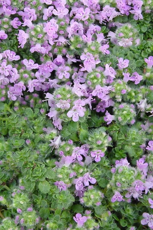 Elfin Creeping Thyme (Thymus Serpyllum 'Elfin') - 5 Pack Of Quart Pots - Image 6