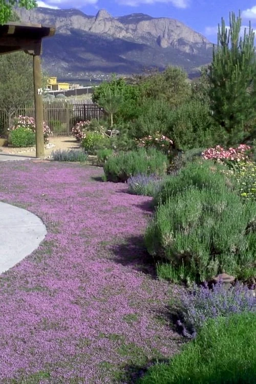 Pink Chintz Thyme - Thymus Serpyllum - 5 Pack Of Pint Pots