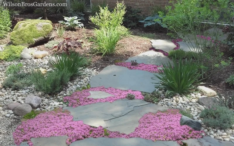 Pink Chintz Thyme - Thymus Serpyllum - 5 Pack Of Pint Pots - Image 5