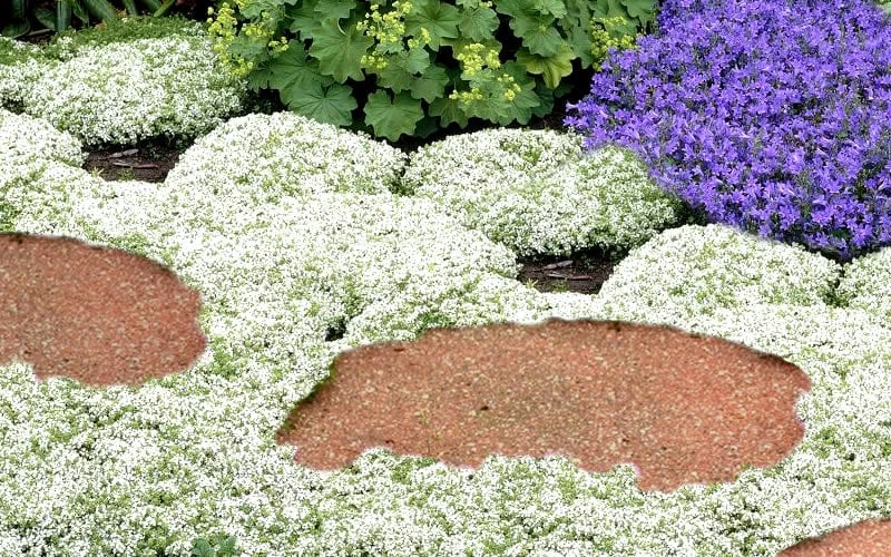 White Creeping Thyme (Thymus Praecox 'Albiflorus') - 5 Pack Of Quart Pots - Image 5