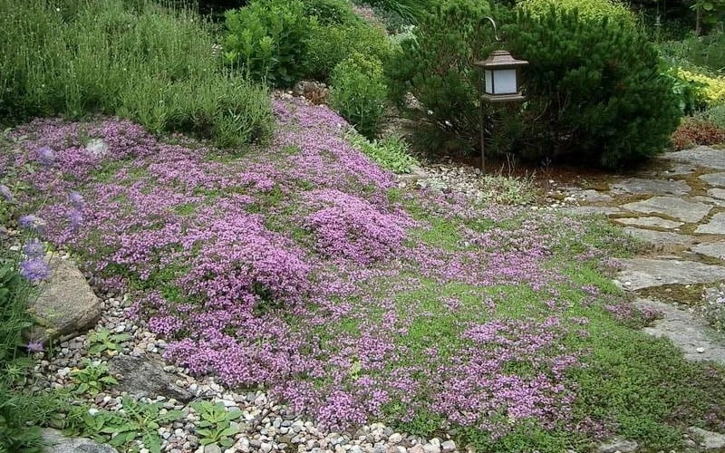 Splendens Purple Creeping Thyme - (Thymus Praecox) - 5 Pack Of Quart Pots - Image 5