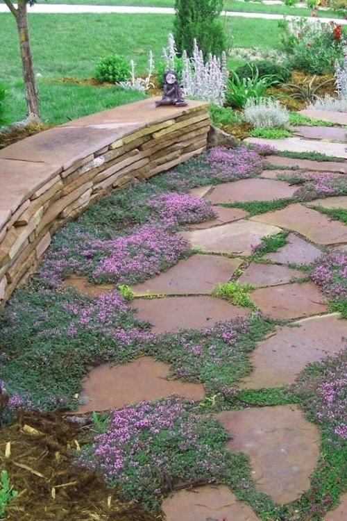 Splendens Purple Creeping Thyme - (Thymus Praecox) - 5 Pack Of Quart Pots - Image 7