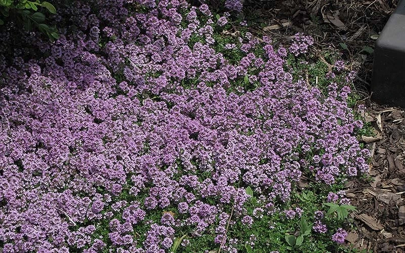 Splendens Purple Creeping Thyme - (Thymus Praecox) - 5 Pack Of Quart Pots - Image 6