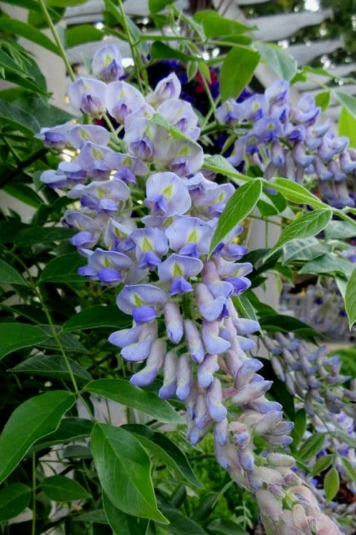 Blue Moon Wisteria Vine - 1 Gallon Pot - Image 5