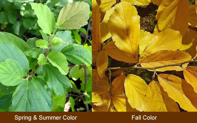 Yellow American Witch Hazel - Hamamelis Virginiana - 3 Gallon Pot - Image 6