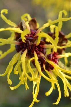 Yellow American Witch Hazel - Hamamelis Virginiana - 2.5 Gallon Pot