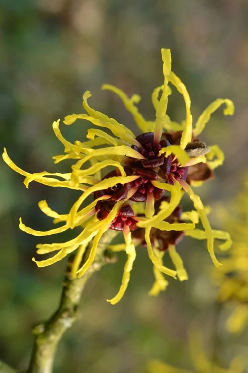 Yellow American Witch Hazel (Hamamelis Virginiana) - 3 Pack Of 1.5 Quart Pots - Image 8