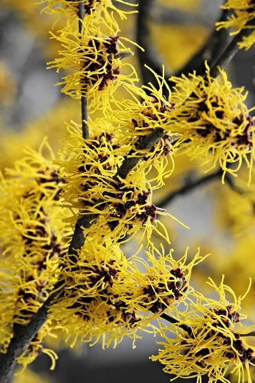 Yellow American Witch Hazel - Hamamelis Virginiana - 3 Gallon Pot - Image 5