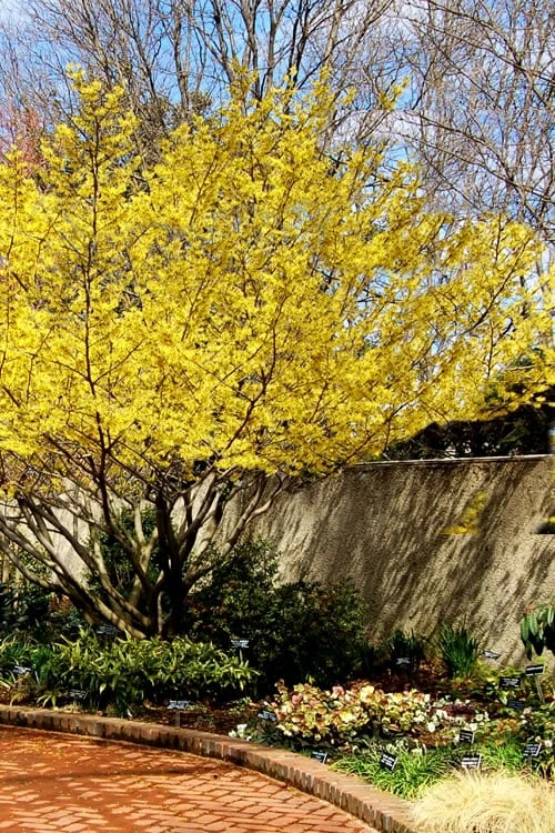 Yellow American Witch Hazel - Hamamelis Virginiana - 3 Gallon Pot - Image 4