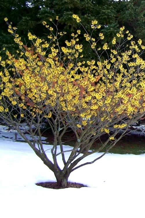 Yellow American Witch Hazel (Hamamelis Virginiana) - 3 Pack Of 1.5 Quart Pots - Image 9