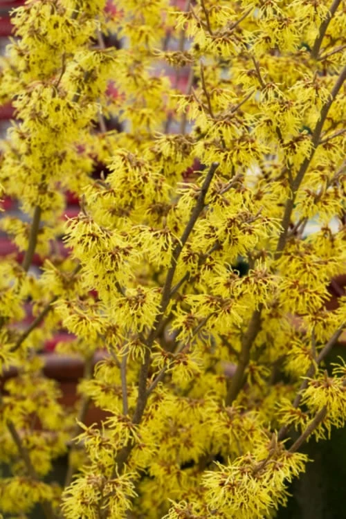 Yellow American Witch Hazel - Hamamelis Virginiana - 3 Gallon Pot - Image 7
