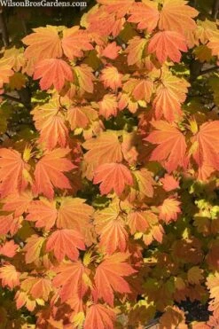 Pacific Fire Vine Maple - 5 Gallon Pot