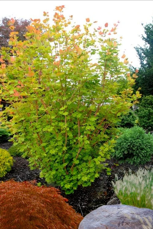 Pacific Fire Vine Maple - 5 Gallon Pot - Image 4