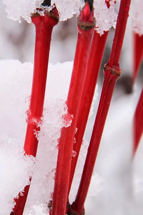 Pacific Fire Vine Maple - 5 Gallon Pot - Image 5