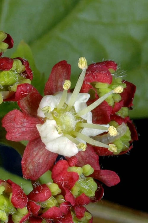 Pacific Fire Vine Maple - 5 Gallon Pot - Image 9