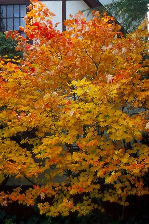 Pacific Fire Vine Maple - 5 Gallon Pot - Image 7