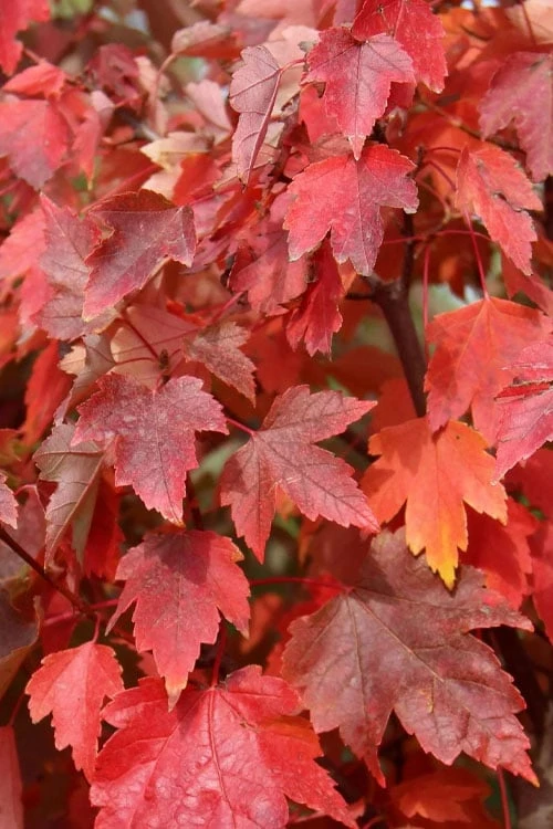 Native Red Maple Tree (Acer Rubrum) - 3 Pack Of 1.5 Quart Pots - Image 7