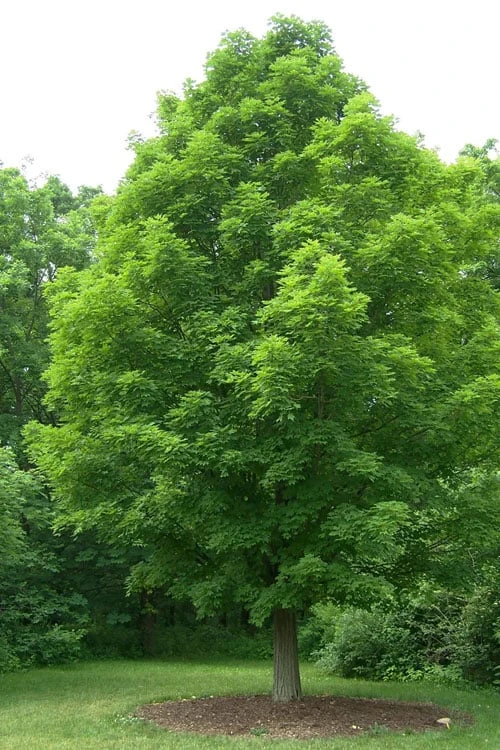 Native Red Maple Tree (Acer Rubrum) - 3 Pack Of 1.5 Quart Pots - Image 11