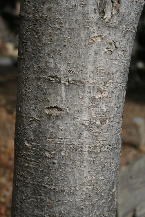 Native Red Maple Tree (Acer Rubrum) - 3 Pack Of 1.5 Quart Pots - Image 8